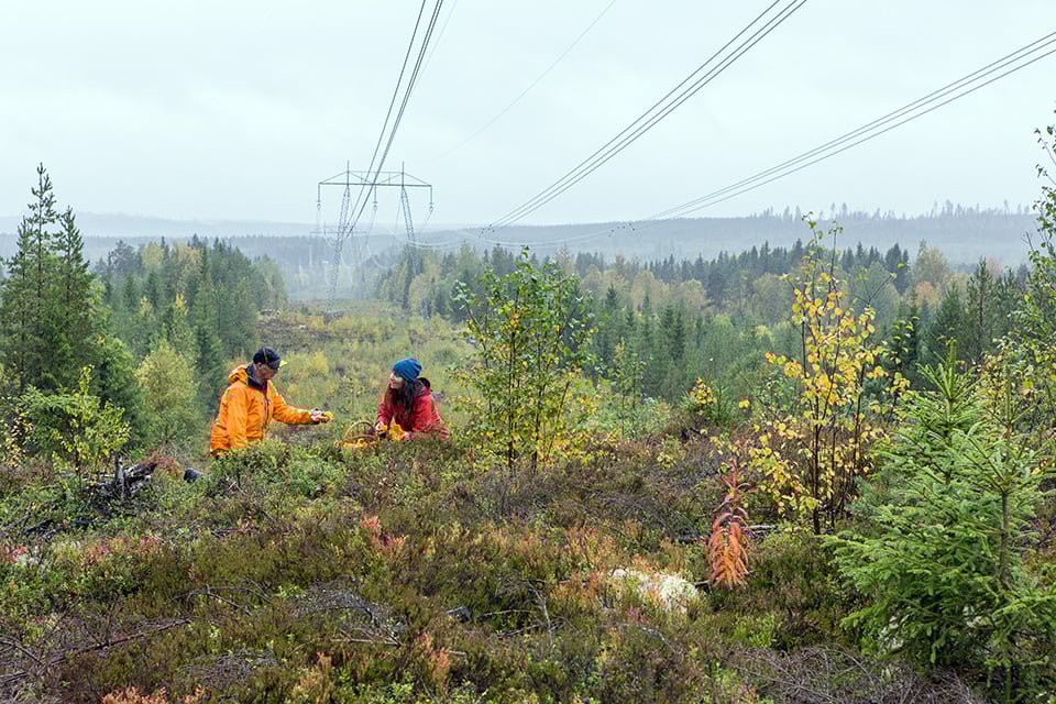 Luftburen kraftledning och kraftledningsstolpe. En man och en kvinna som plockar bär.