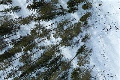 Bild på skog ovanifrån fotad av en drönare.